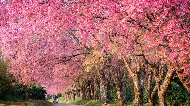 ไฮไลต์ชมซากุระเมืองไทยที่ขุนวาง ที่ควรไปสัมผัสสักครั้ง🌸