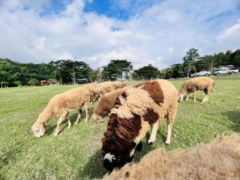 ฟาร์มแกะสวนผึ้ง ที่ต้องไปสัมผัสความน่ารักสักครั้ง 🐑💚